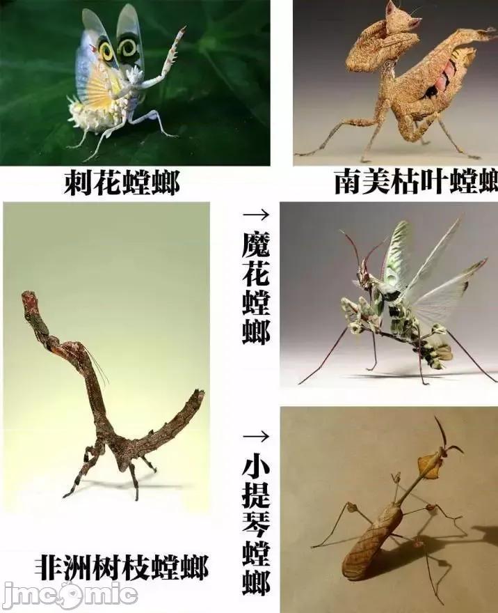 大巨虫列岛 大巨虫列岛 11-15 第75页