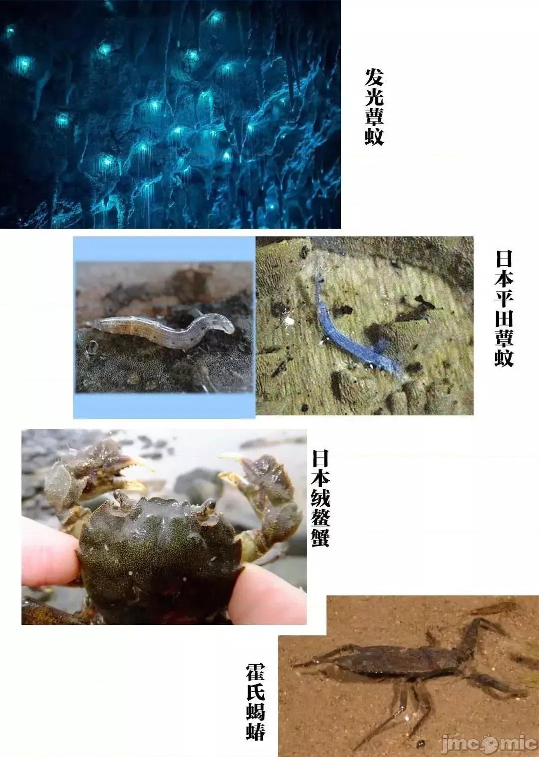 巨虫山脉 巨虫山脉 6-10 第27页