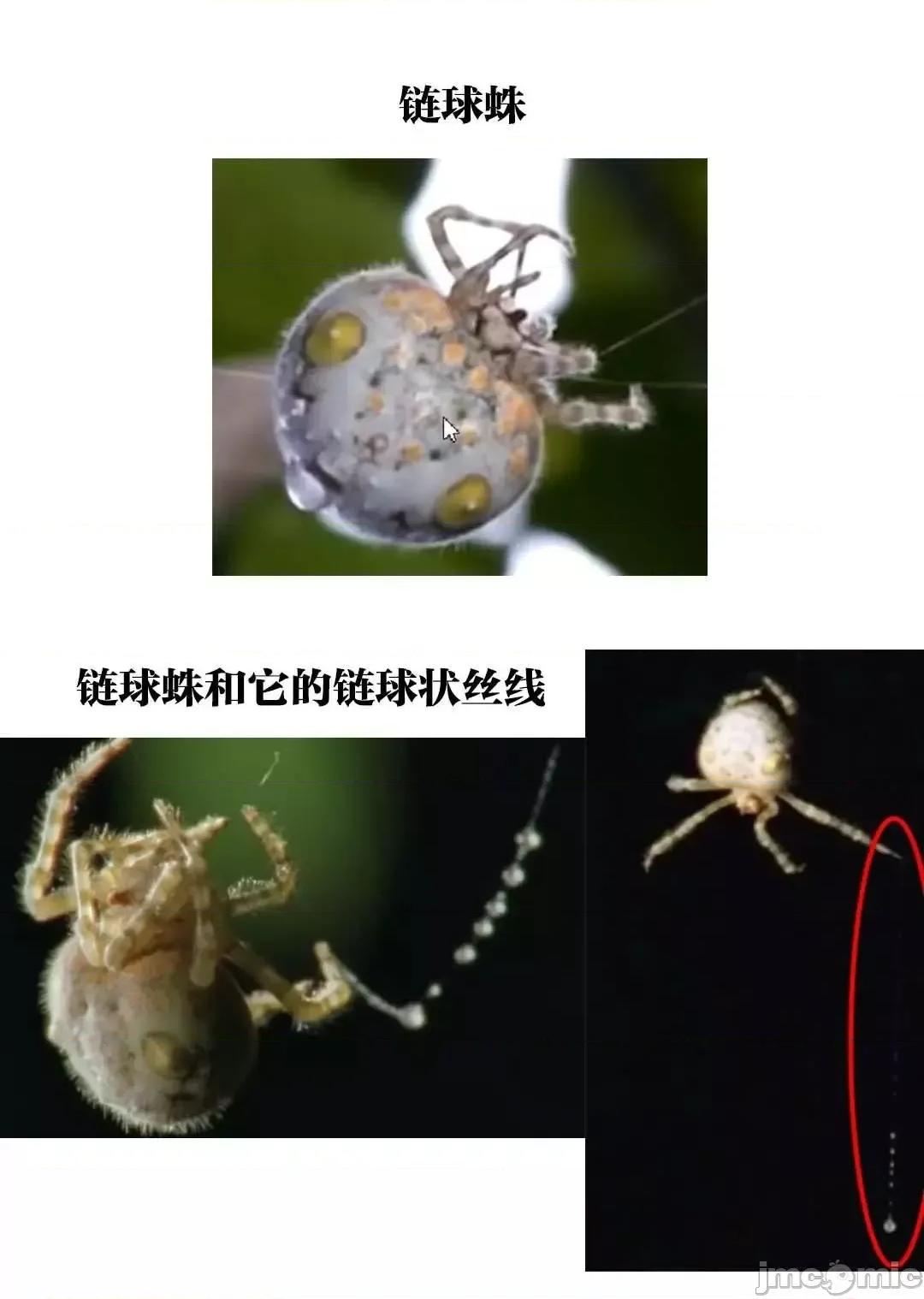 巨虫山脉 巨虫山脉 6-10 第116页