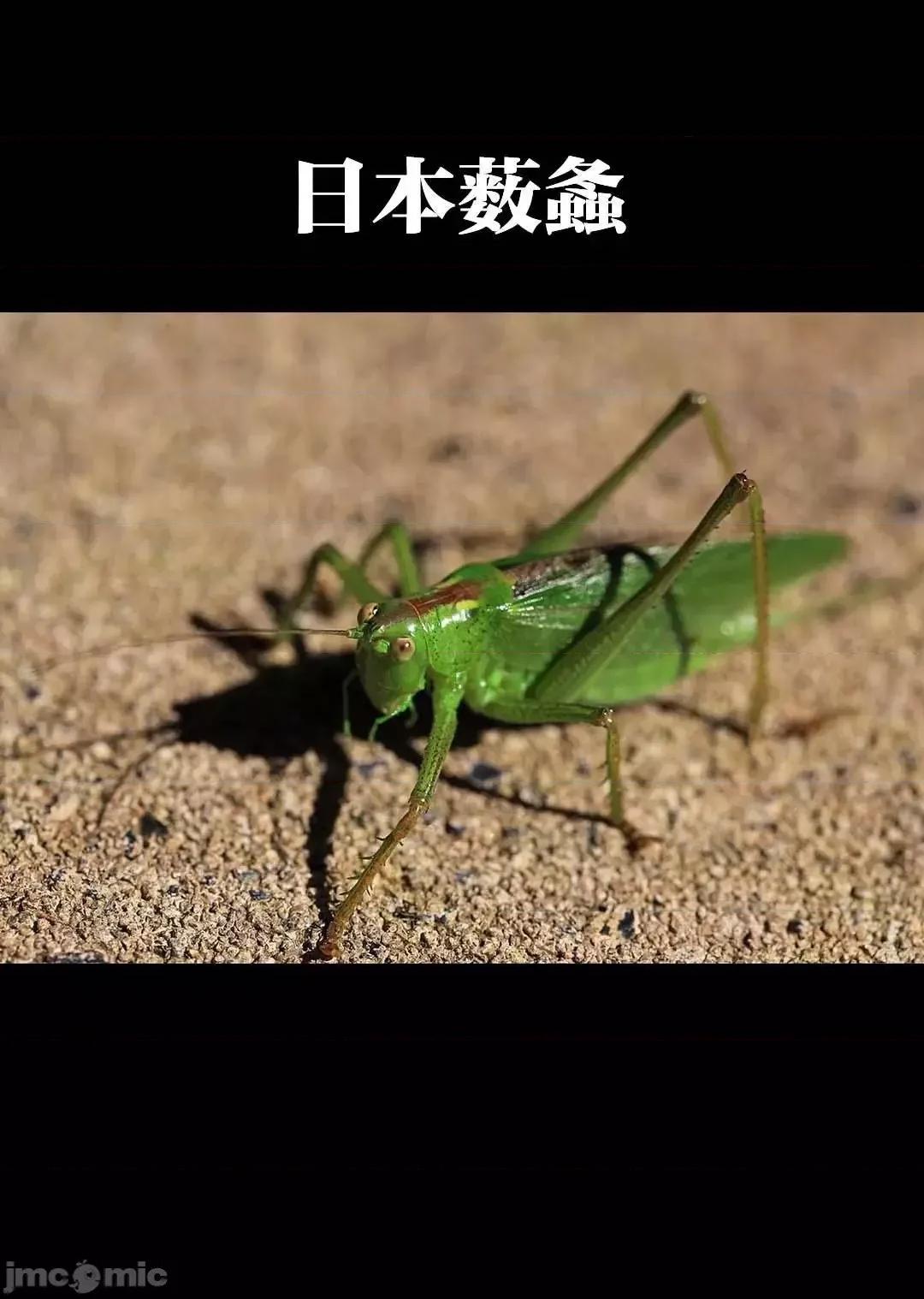 巨虫山脉 巨虫山脉 11-15 第119页