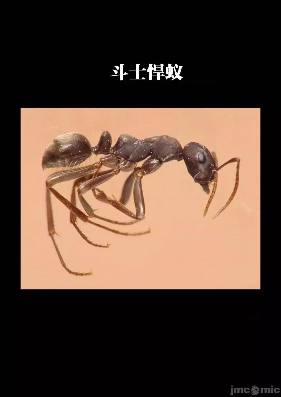 巨虫山脉 巨虫山脉 11-15 第148页
